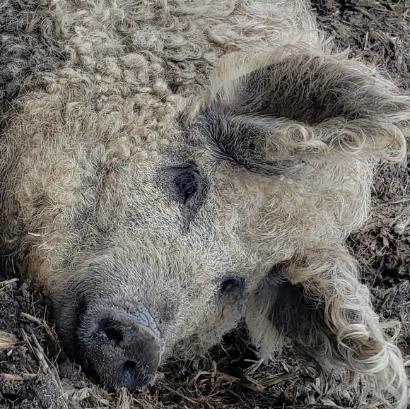 Meet your Posher, Angela - Picture 3 of 3